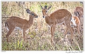 Young Impala_HBB7753_Gallery Print